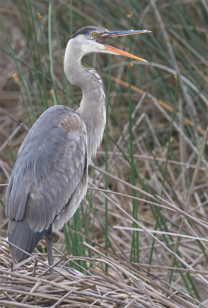 Great Blue Heron