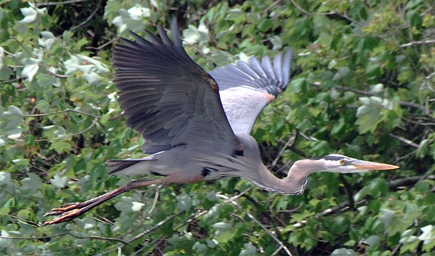 Great Blue Heron