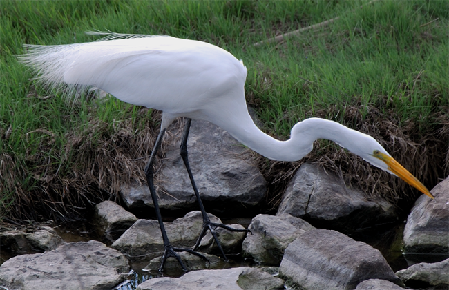 Great Egret