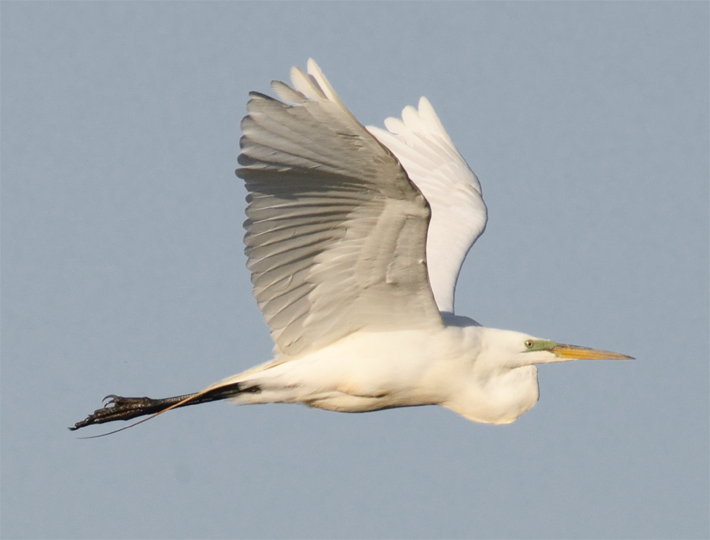 Great Egret