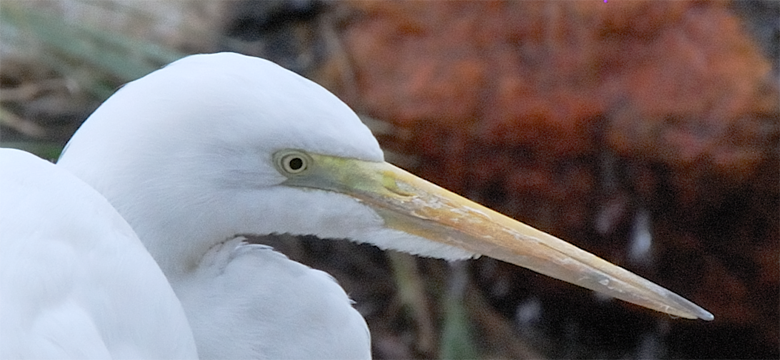 Great Egret