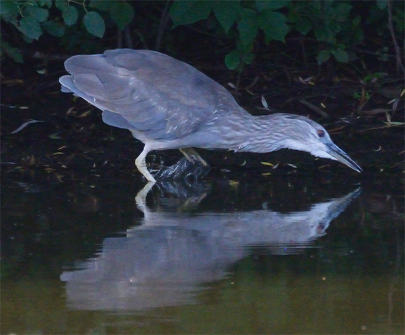 Black-crowned Night Heron female