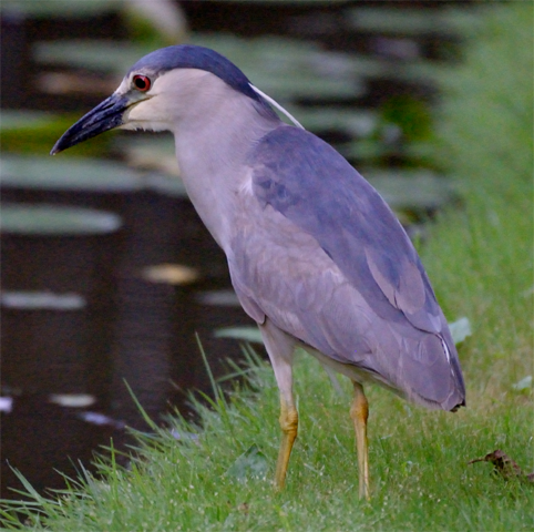 Black-crowned Night Heron male