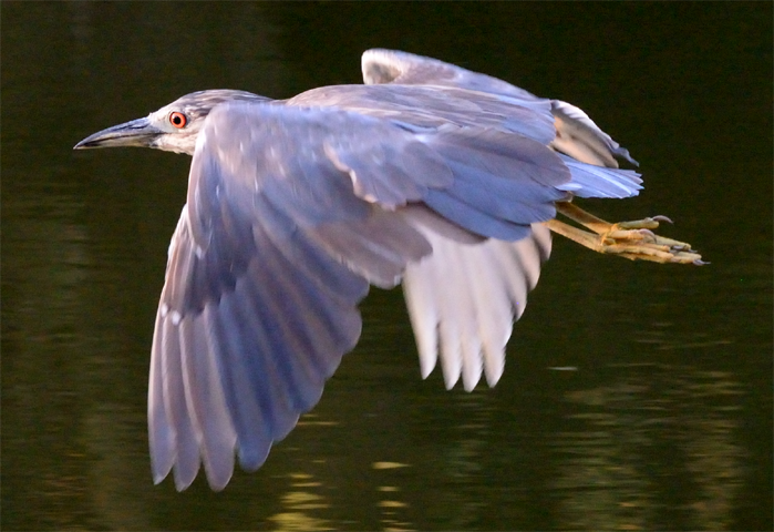 Black-crowned Night Heron