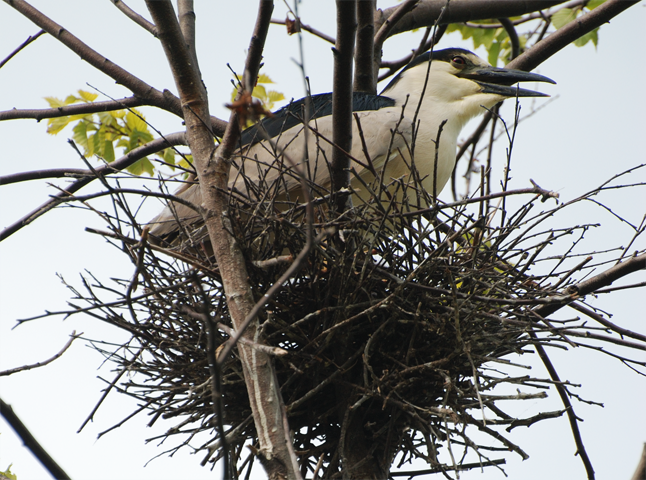 Black-crowned Night Heron