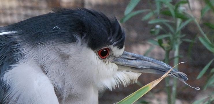 Black-crowned Night Heron