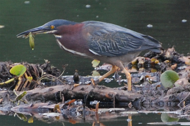 Green Heron