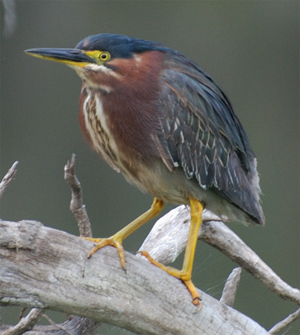 Green Heron