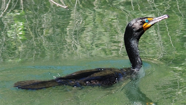 Double-crested Cormorant