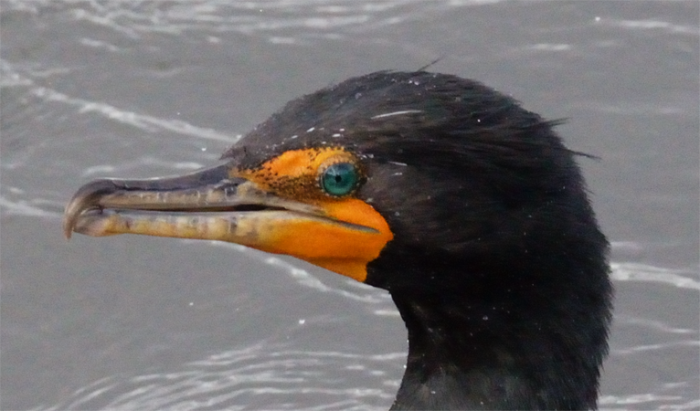 Double-crested Cormorant