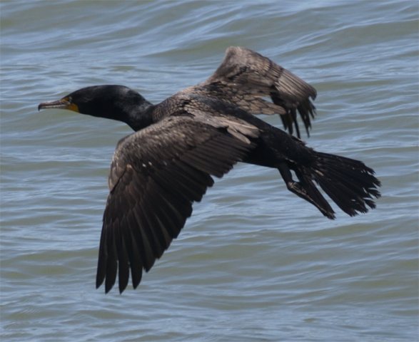 Double-crested Cormorant