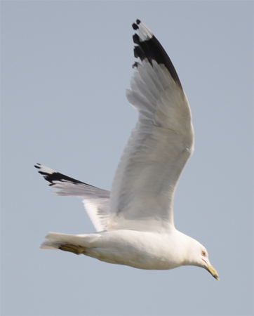 Ring-billed Gull