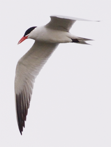 Caspian Tern