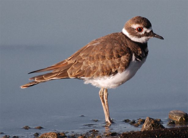 Kildeer