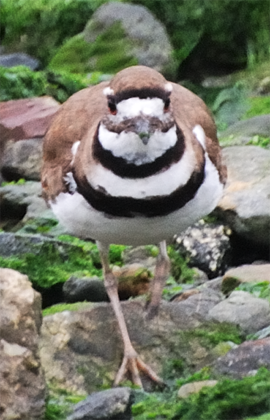 Kildeer