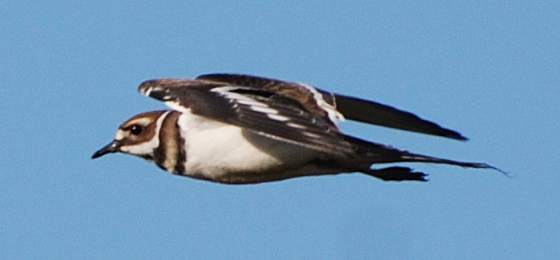 Kildeer