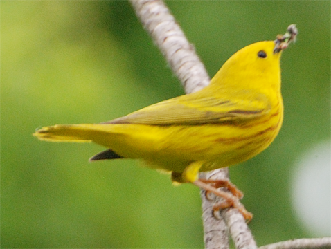 Yellow Warbler