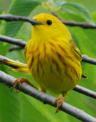 Yellow Warbler