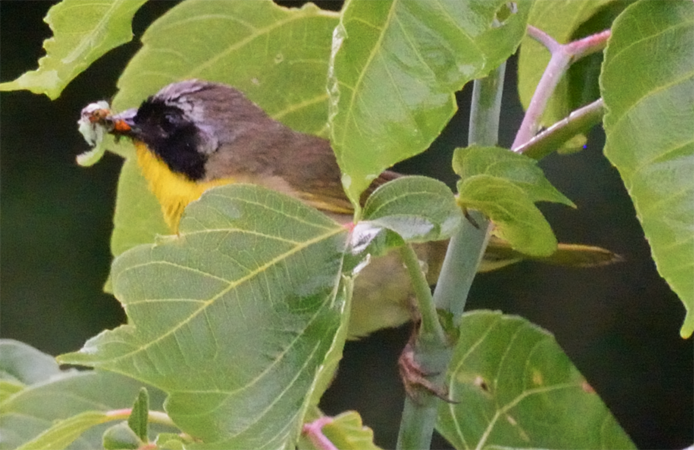 Common Yellowthroat