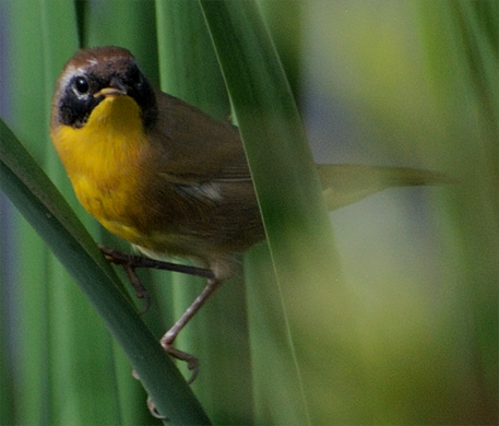 Common Yellowthroat