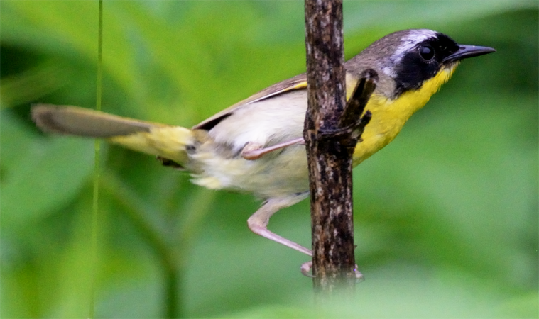 Common Yellowthroat