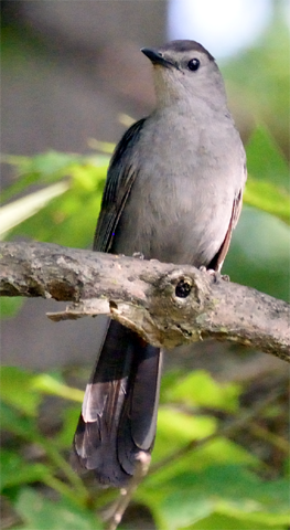 Gray Catbird