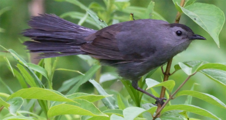 Gray Catbird