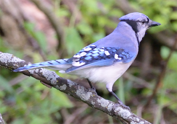 Blue Jay