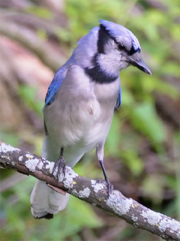 Blue Jay