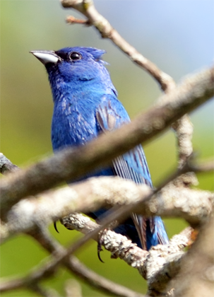 Indigo Bunting