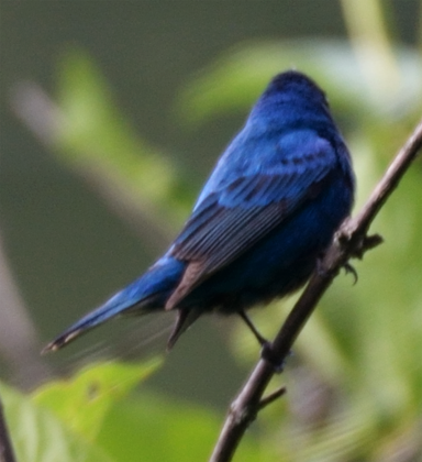 Indigo Bunting