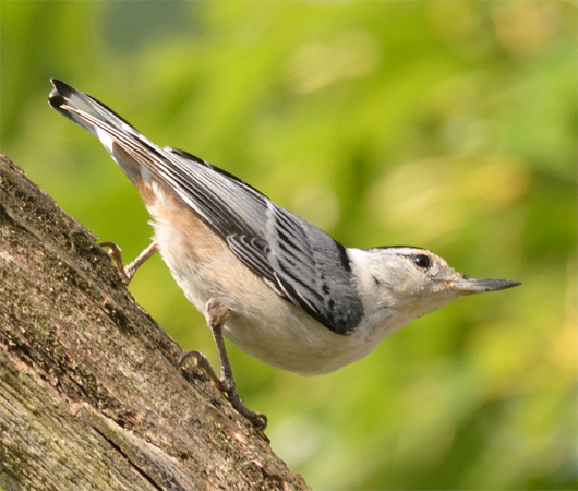 White-breasted Nuthatch