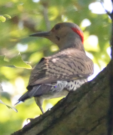 Northern Flicker