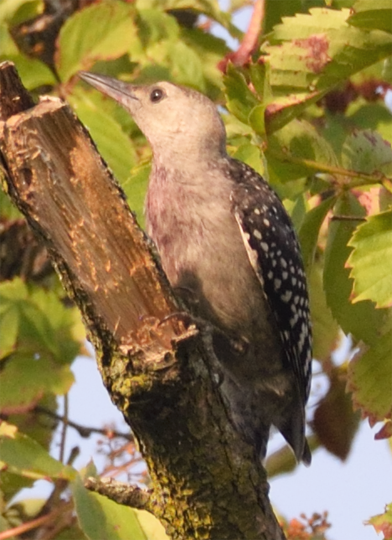 Northern Flicker