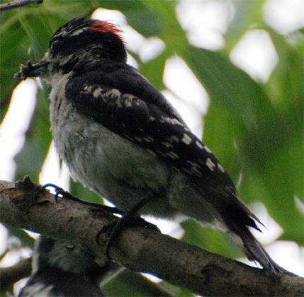 Downy Woodpecker