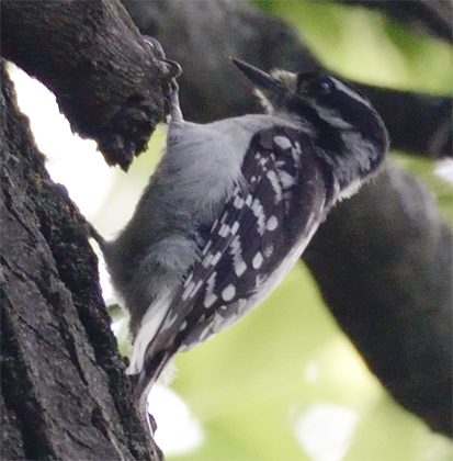 Downy Woodpecker