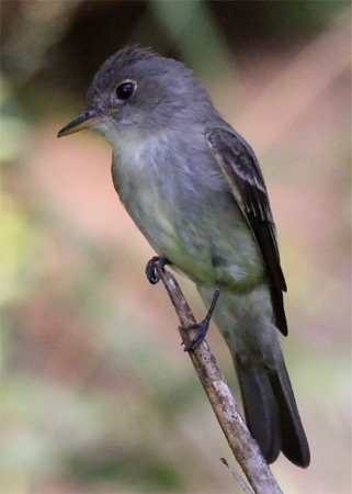 Willow Flycatcher