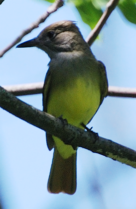 Great Crested Flycatcher