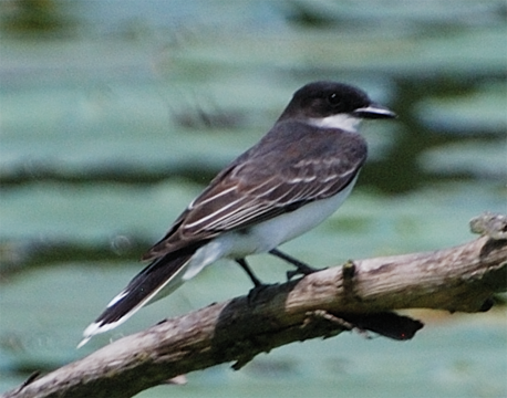 Eastern Phoebe