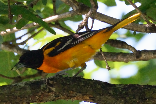 Baltimore Oriole