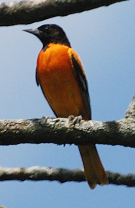 Baltimore Oriole