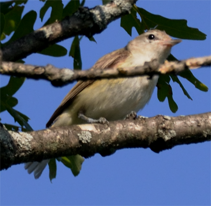 Warbling Vireo