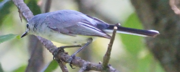 Blue-gray Gnatcatcher