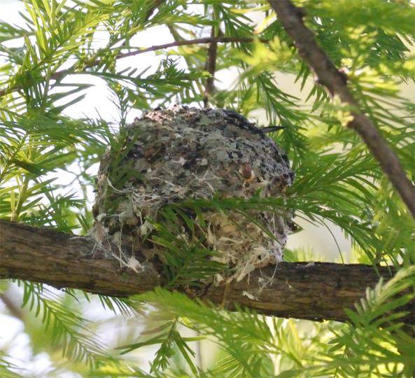 Blue-gray Gnatcatcher nest