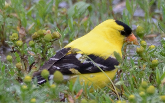 American Goldfinch male