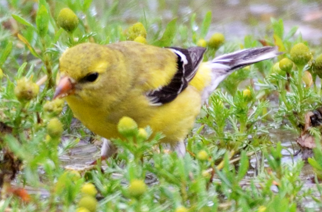 American Goldfinch female