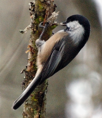 Black-capped Chickadee