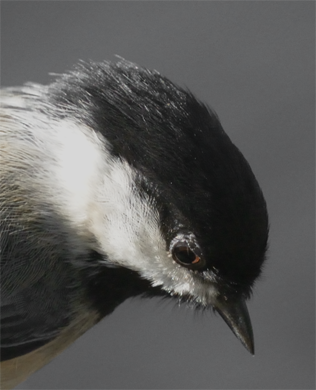 Black-capped Chickadee