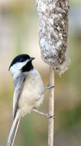 Black-capped Chickadee