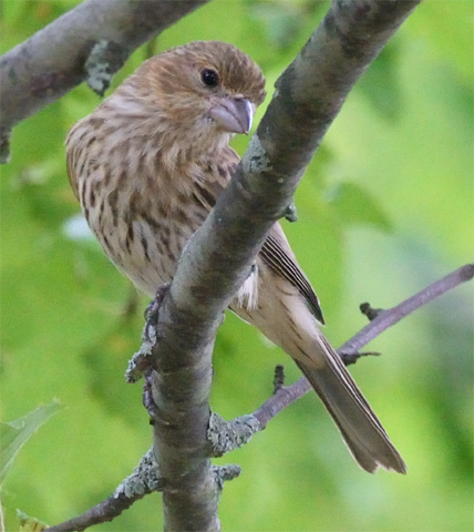 House Finch female